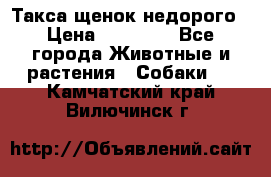 Такса щенок недорого › Цена ­ 15 000 - Все города Животные и растения » Собаки   . Камчатский край,Вилючинск г.